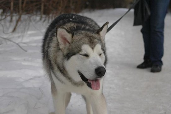пес-анимешер
