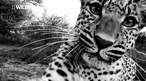 gifs_22