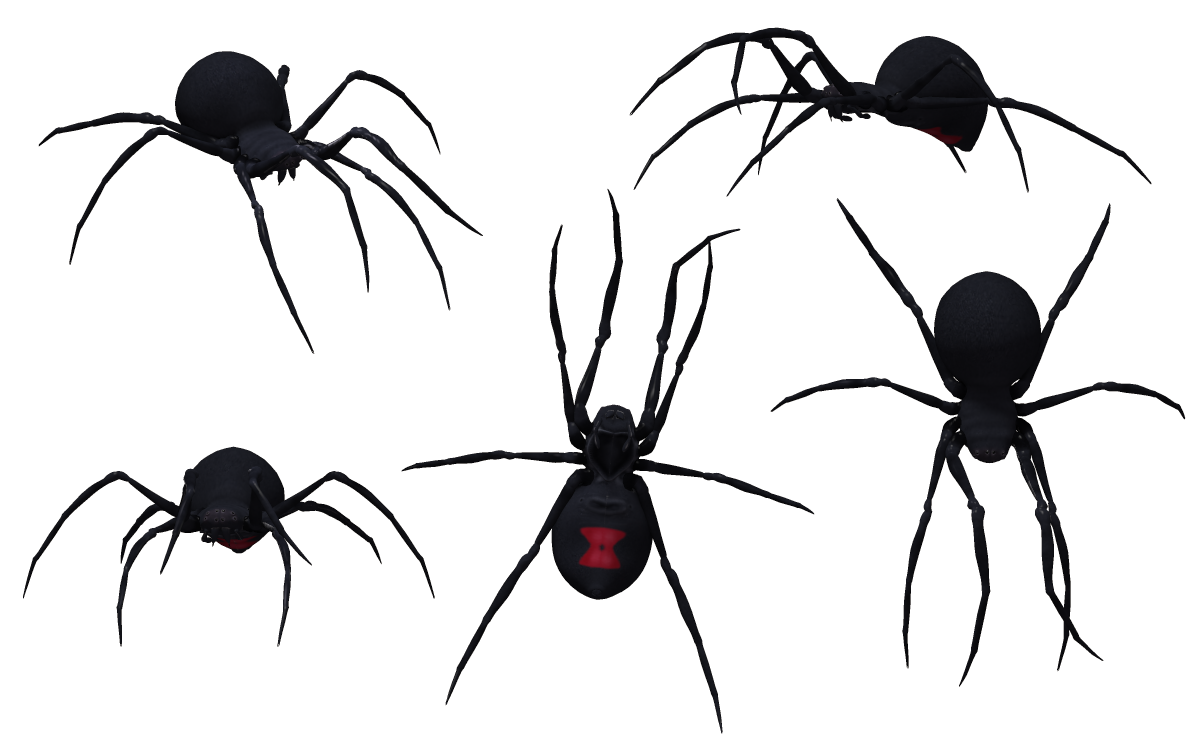Black widow spider 02.
