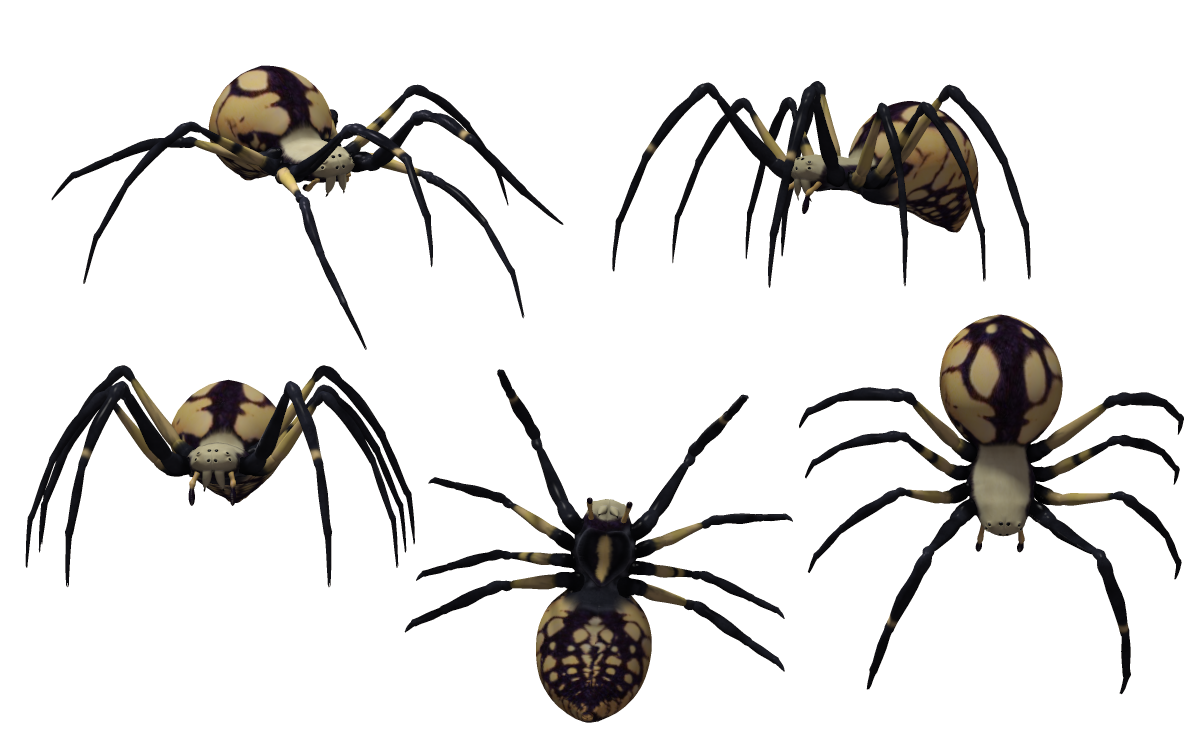 Black widow spider a 01.