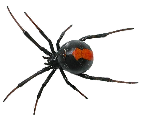 spider png 1
