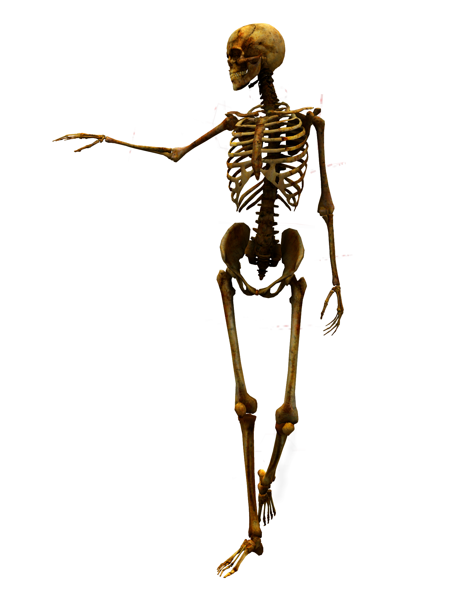 Skeleton png. Скелет человека. Кости человека. Скелет на белом фоне. Скелет без фона.