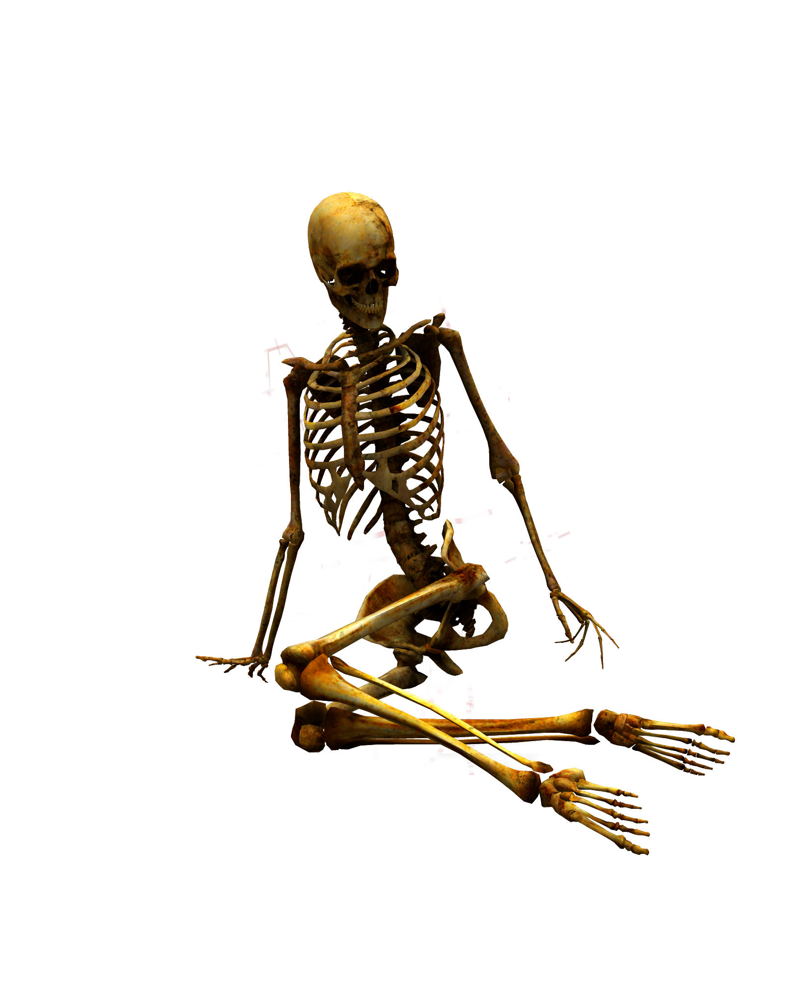 Кости ме. Кости ме. Скелет. Кости ме. Скелет человека референс.