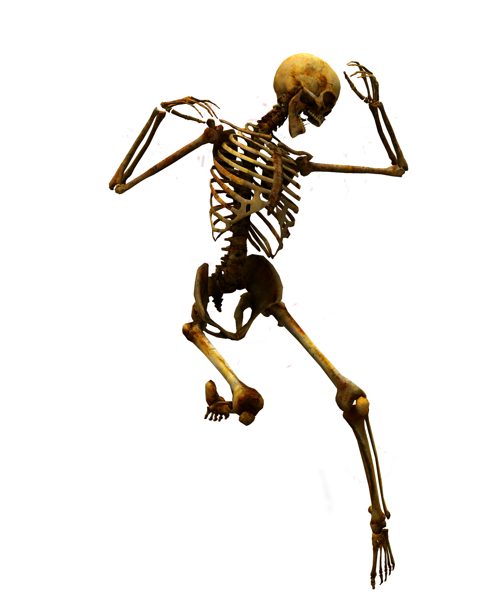 Skeleton png. Скелет. Скелет человека. Скелет на прозрачном фоне. Скелет для фотошопа.