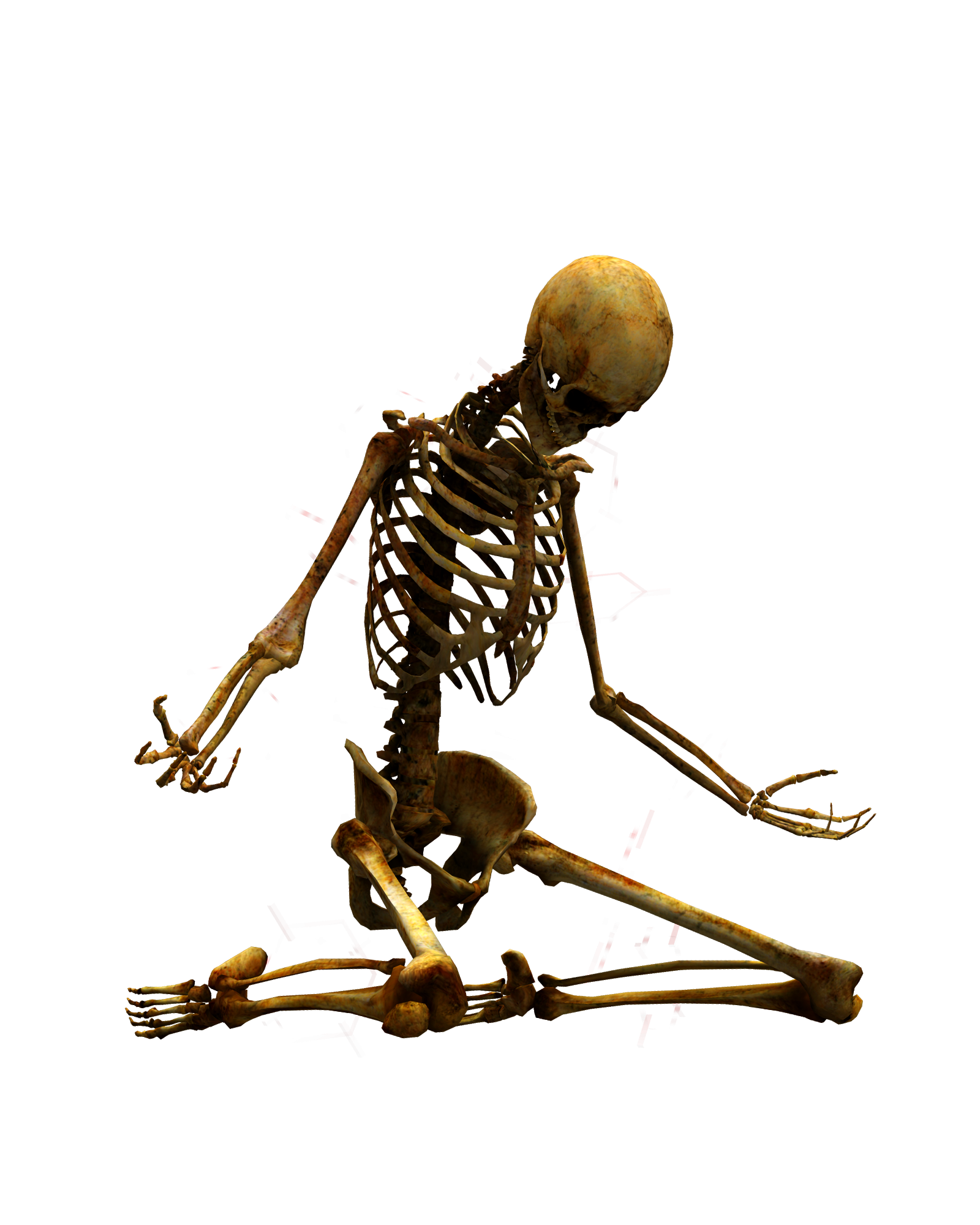 Skeleton png. Скелет. Скелет человека. Скелет сидит. Скелет на прозрачном фоне.