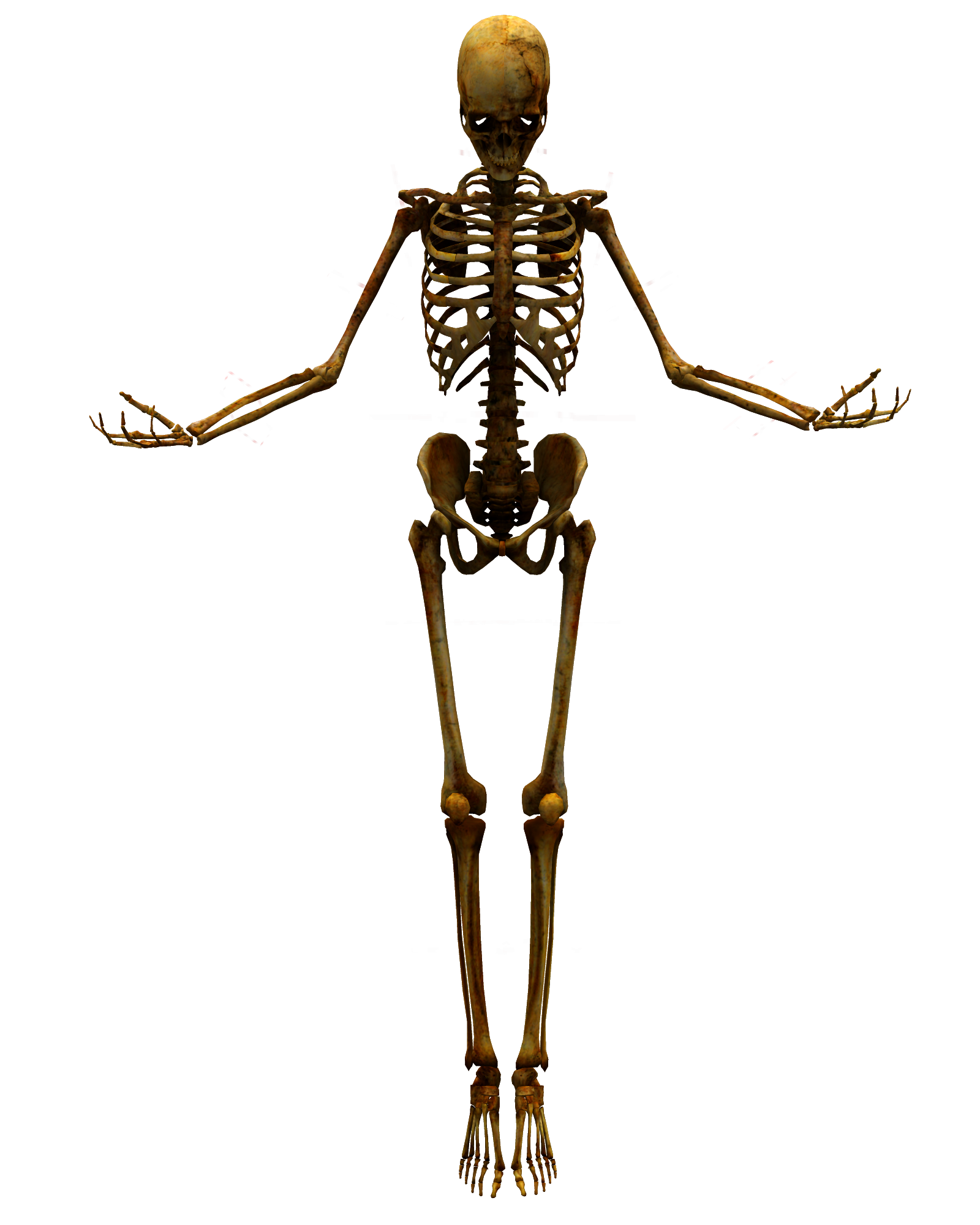 Skeleton png. Скелет. Скелет человека. Скелет на прозрачном фоне. Скелет на белом фоне.