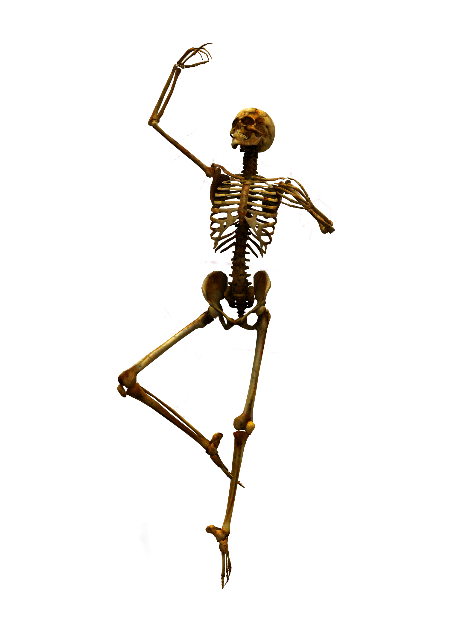 Skeleton png. Скелет. Скелет человека. Скелет на прозрачном фоне.