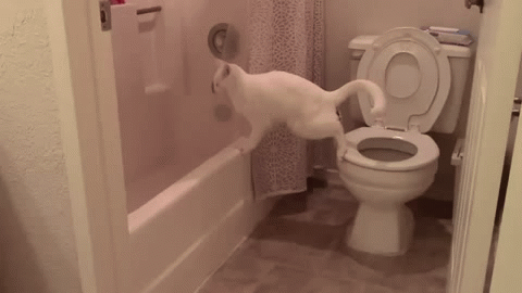 cat_poop