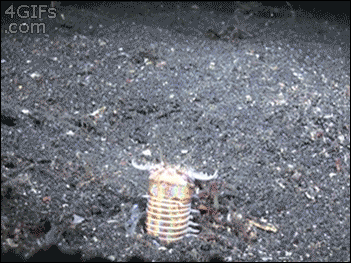 bobbit_worm_03