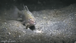 bobbit_worm_05