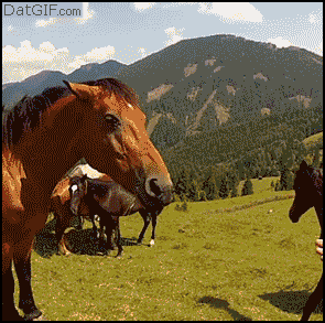 horse_bite
