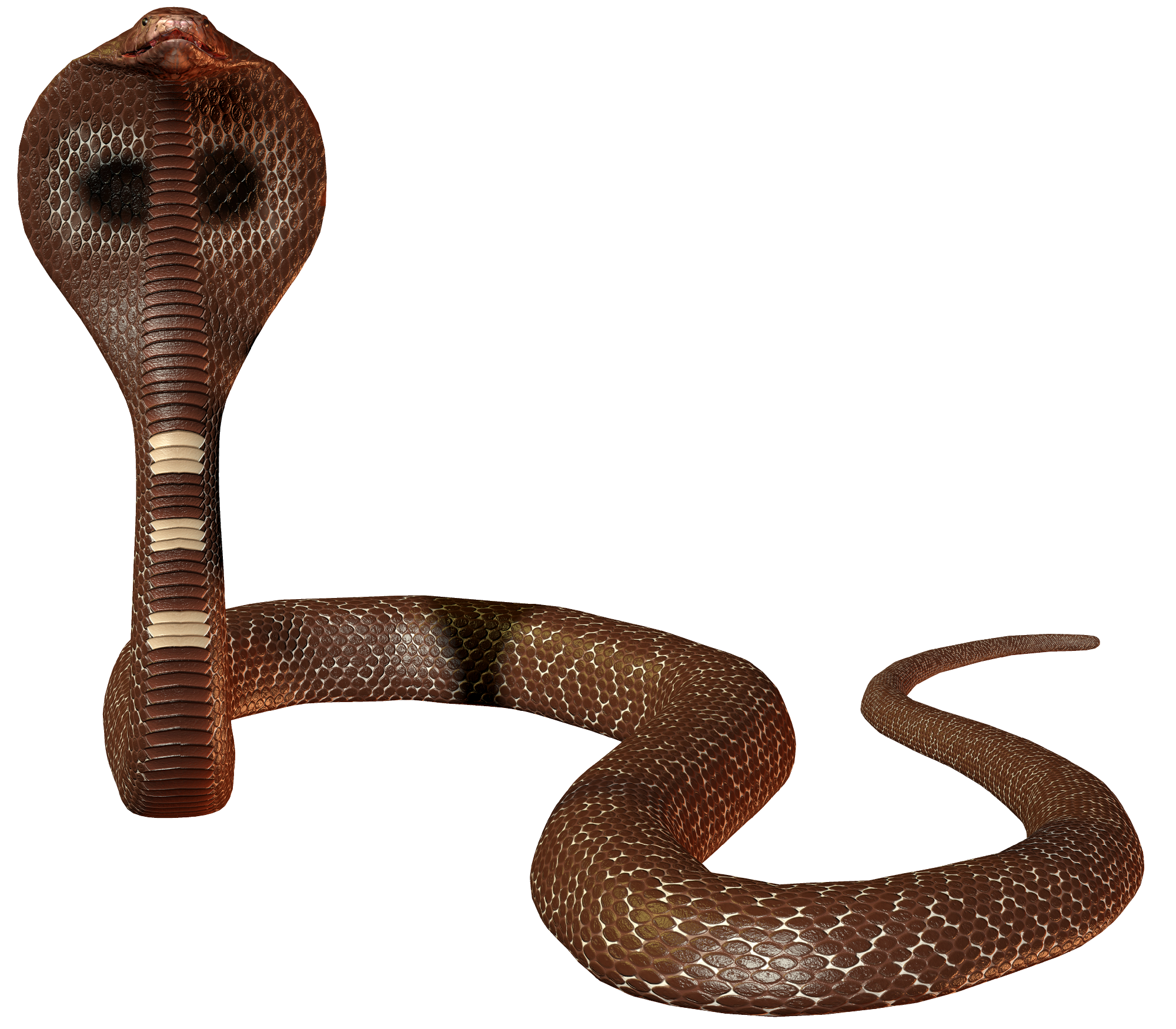 Snake png. Хвост змеи. Змеи на прозрачном фоне. Змеи для фотошопа. Змей на прозрачном фоне.