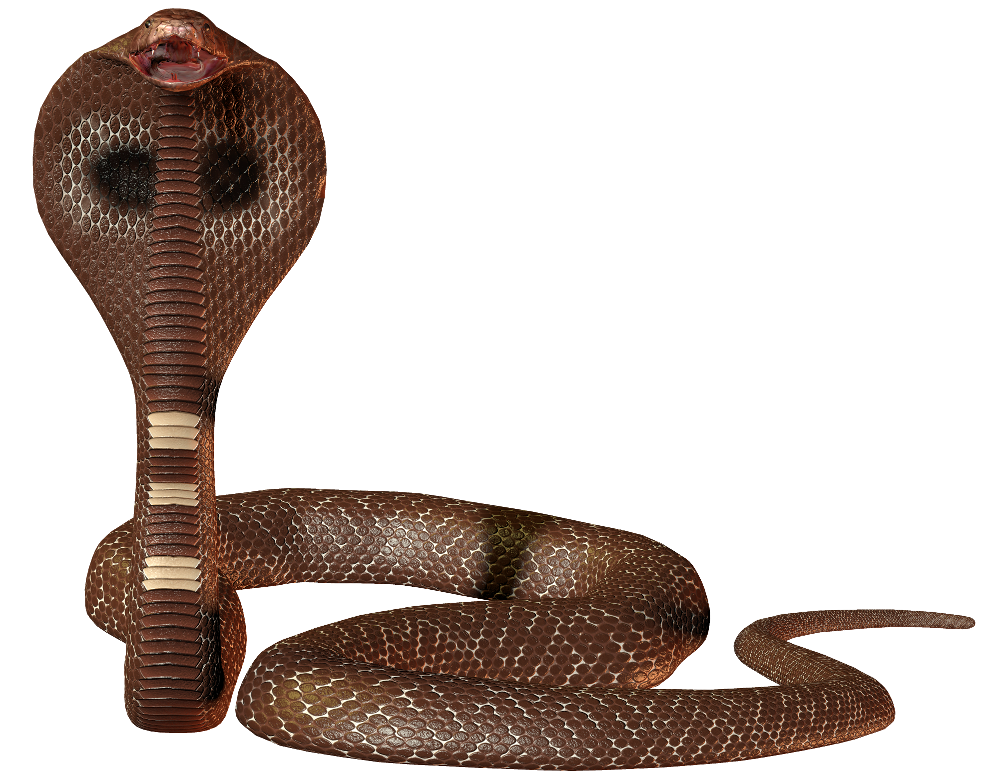 Snake png. Кобра с80. Змея на белом фоне. Змеи на прозрачном фоне. Змея без фона.