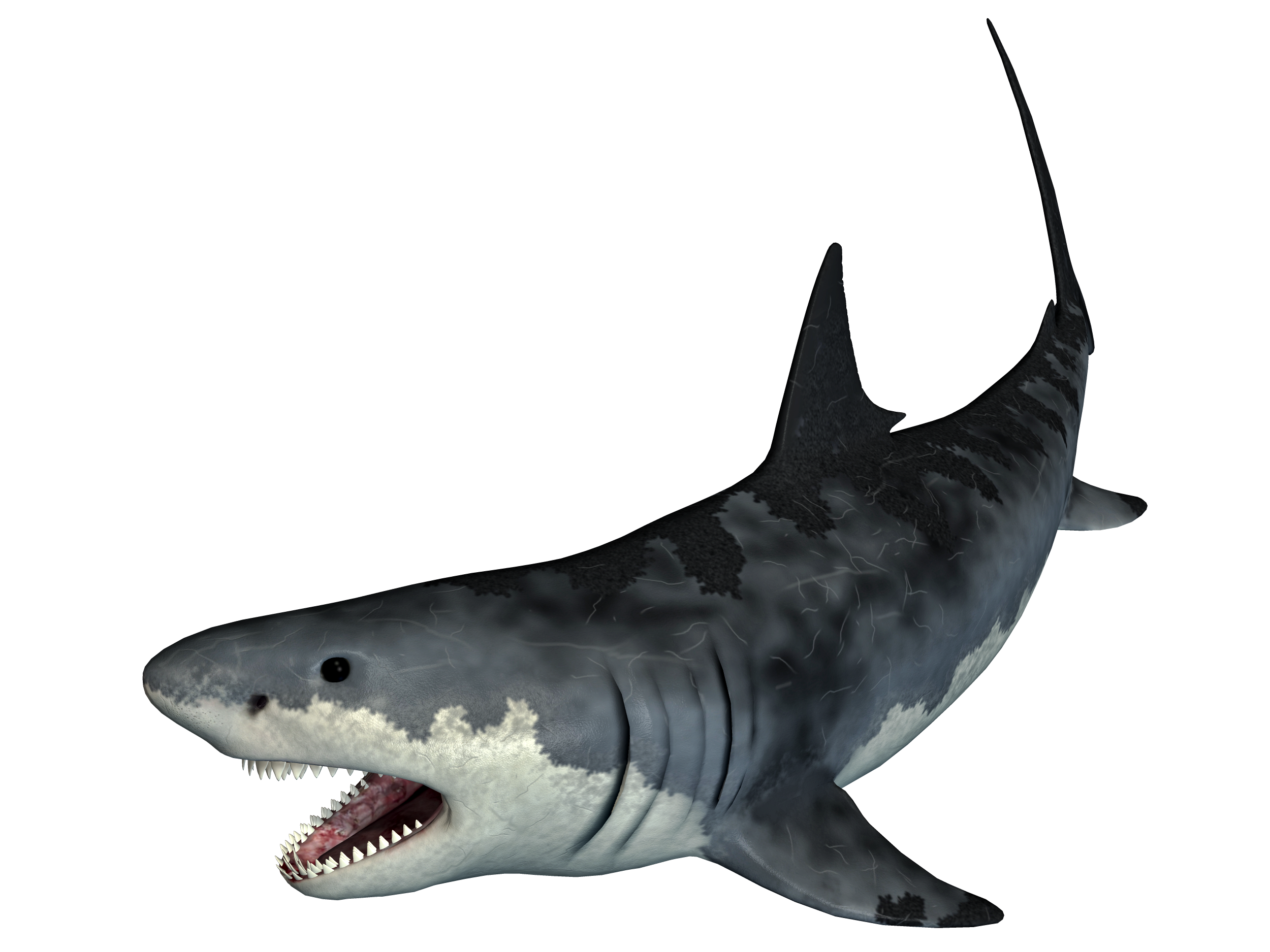 Monster Shark 02 PNG Stock.