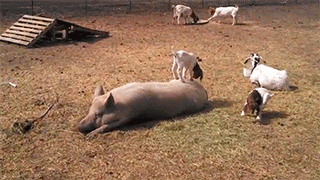 gifs_09