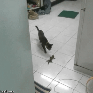 Кот и геккон