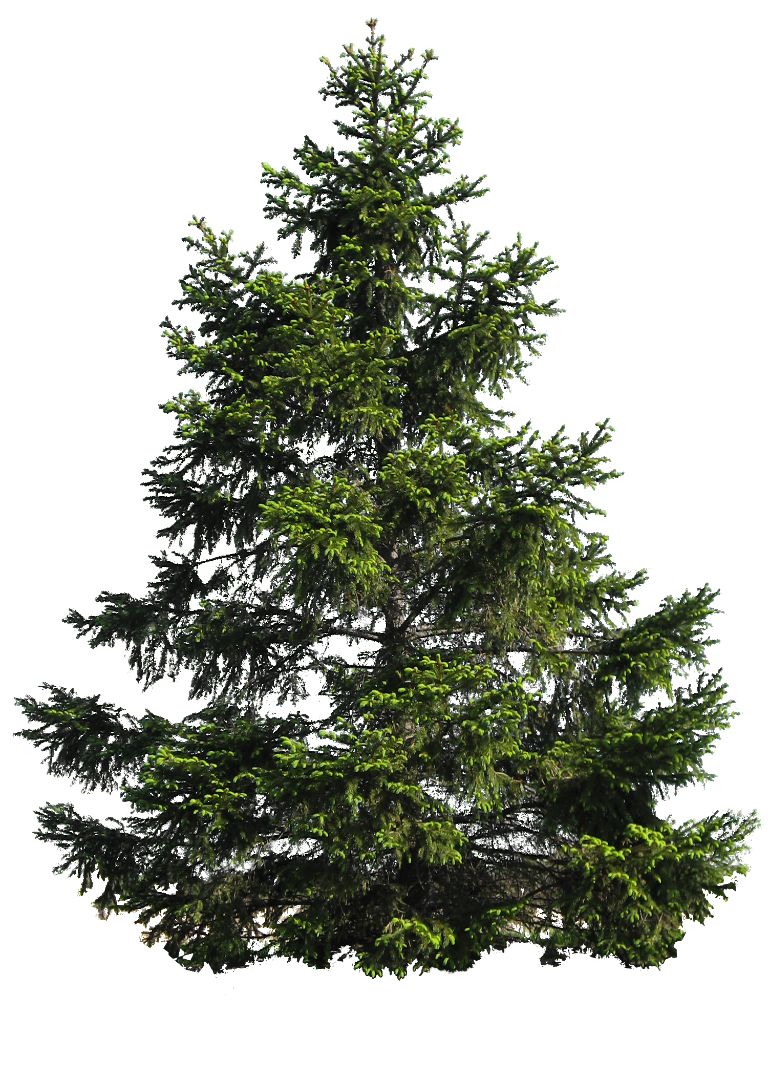 Елка дерево сосна. Елка ель сосна. Елка Annapolis fir Tree. Ель на белом фоне. Елочка на прозрачном фоне.