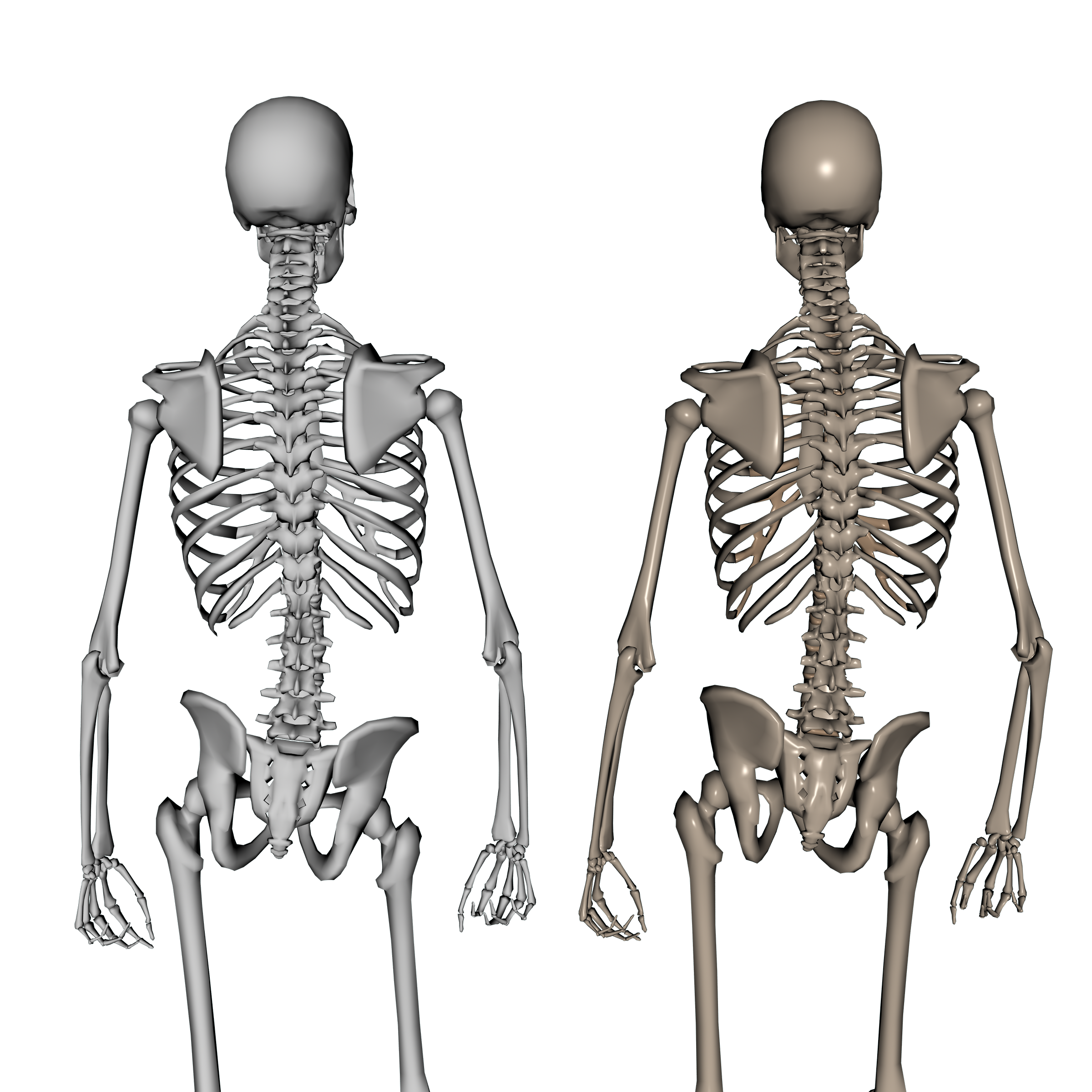 Облегченный скелет. Скелет человека. Скелет со всех сторон. Скелет человека со спины.
