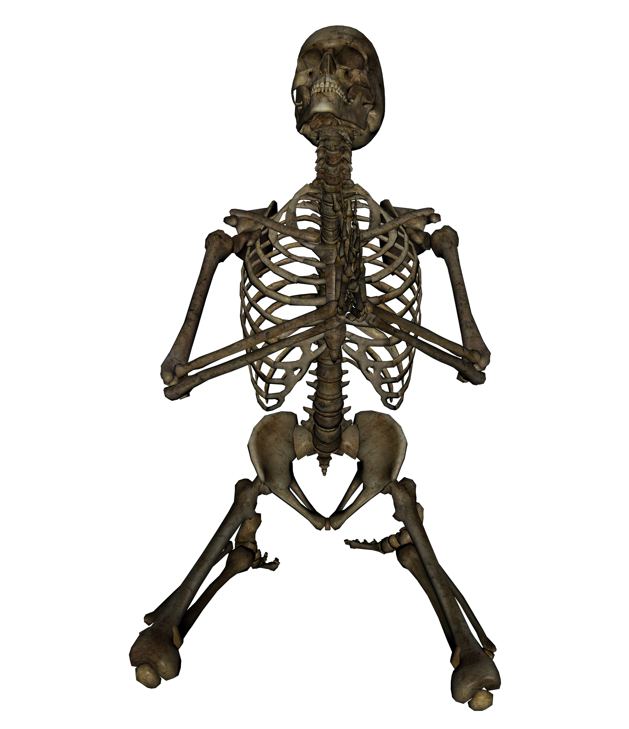 Skeleton png. Человеческий скелет. Скелет молится. Скелет без фона. Скелет на прозрачном фоне.