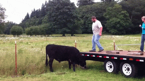gifs_01