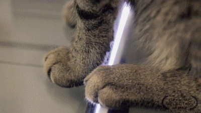 gifs_18