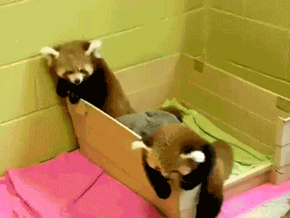 Malaya_Panda (1)