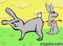 rabbit