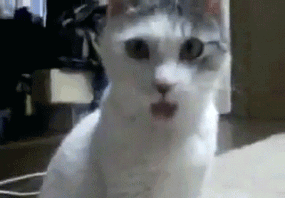 Animals_05