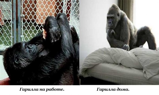 На работе и дома111