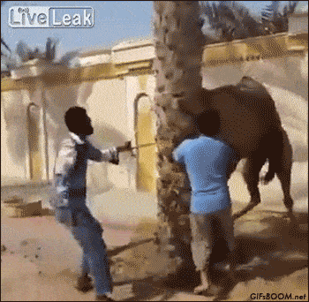 gifs_05