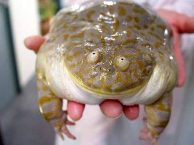 060418_frog_small