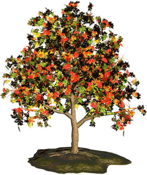 дерево осень