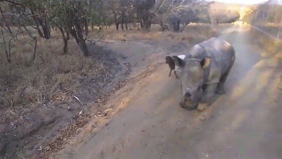 rhino_lamb