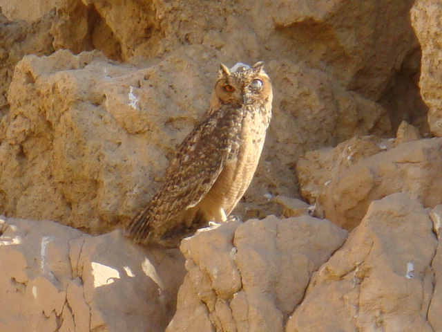 1 bubo (8) hadaba
