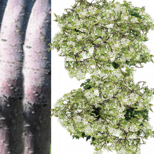 яблоня