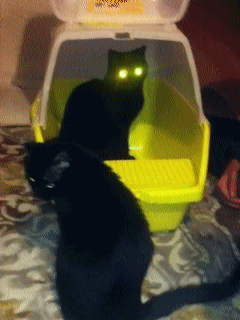Коты