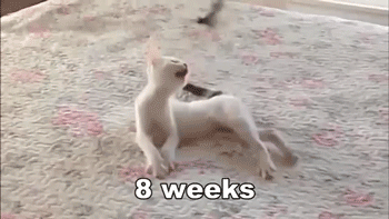 cat-1