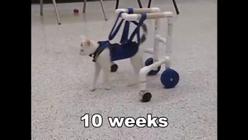 cat-2