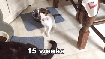 cat-4
