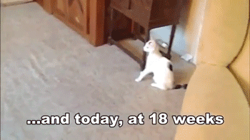 cat-5