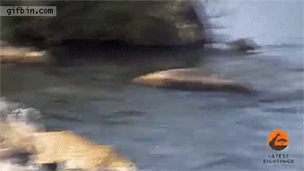 -живность-гепард-детеныш-1667544