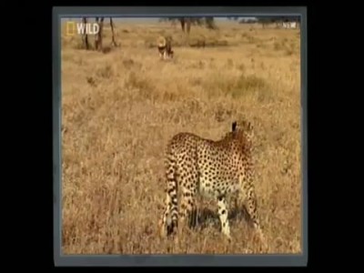 Lion Vs Cheetah - Male lion kills 2 cheetahs