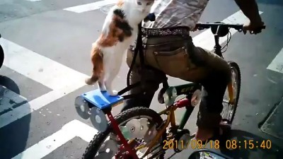 Кошка на велосипеде