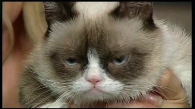 Grumpy Cat VS Karl Stefanovic