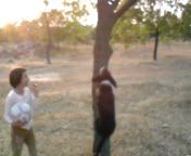собака лазит по деревьям (2)