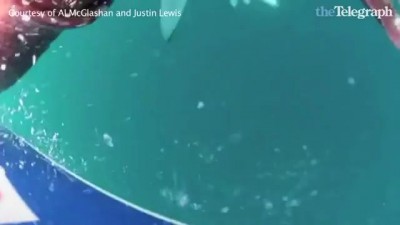 Blue shark attacks giant squid off south coast of Australia
