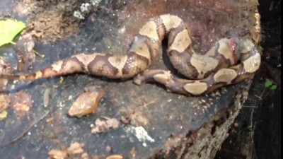 Змея, пожирающая собственный хвост