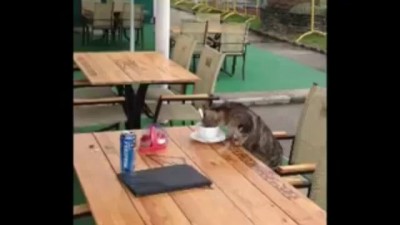 Кот пьет кофе в кафе