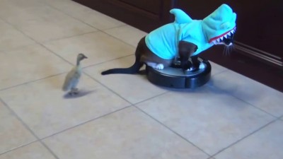 Shark Cat on Roomba Chasing Duck