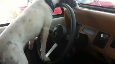 Dog drives Jeep down Highway by herself